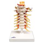 All Products - Colonne Vertebral Cervical