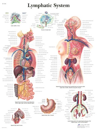 All Products - Lymphatic System