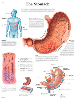 All Products - The Stomach