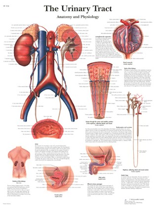 All Products - The Urinary Tract